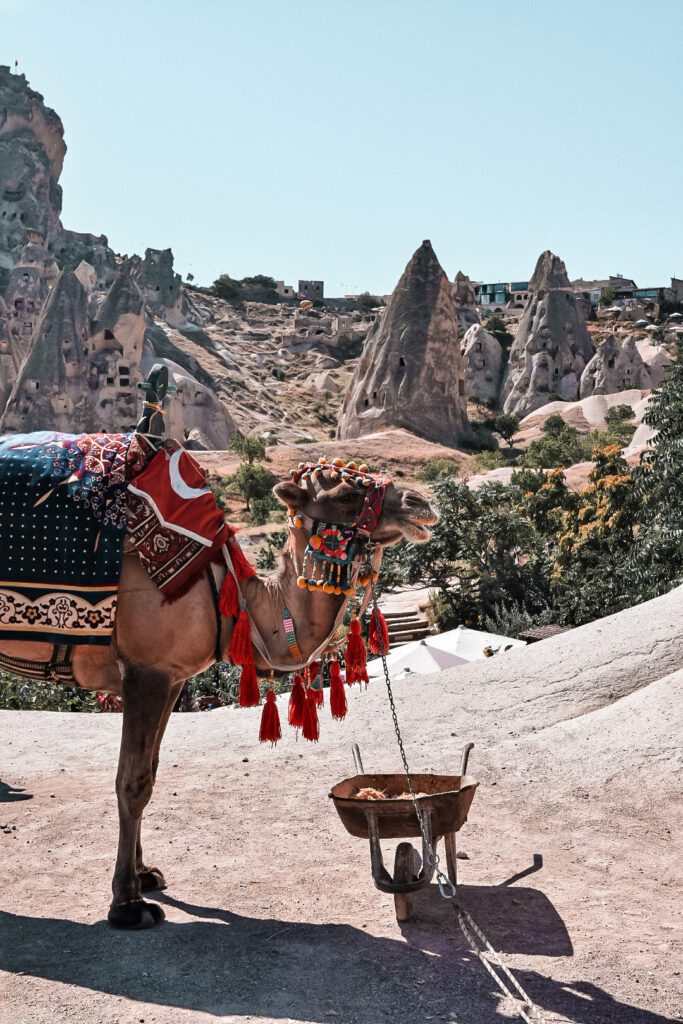 chameau dans les vallées turques